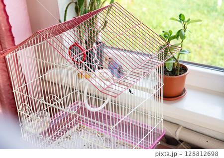 A small bird in a pink and white cage near a window. A small bird in a pink and white cage near a window. 128812698