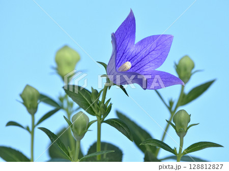 桔梗の花 秋の七草のひとつ A3( fix撮影 ) 桔梗の花 秋の七草のひとつ A3( fix撮影 ) 128812827