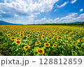 【徳島県】善入寺島のひまわり 128812859