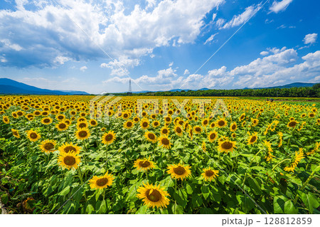 【徳島県】善入寺島のひまわり 128812859