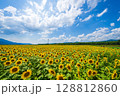 【徳島県】善入寺島のひまわり 128812860