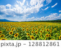 【徳島県】善入寺島のひまわり 128812861