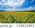 【徳島県】善入寺島のひまわり 128812862