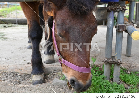 可愛らしい在来馬の木曽馬 可愛らしい在来馬の木曽馬 128813456
