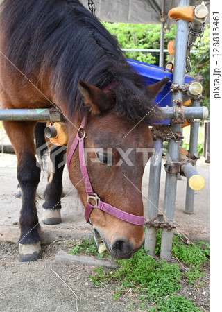 可愛らしい在来馬の木曽馬 可愛らしい在来馬の木曽馬 128813461