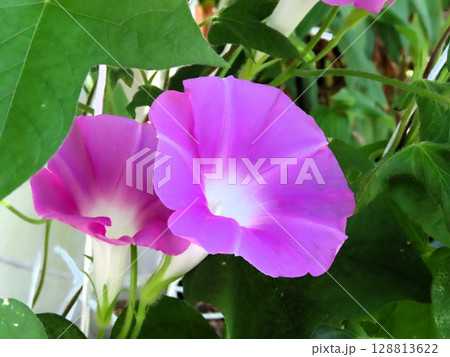 夏の庭の花「朝顔」あさがお：花壇の花 128813622