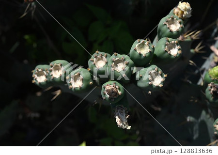 ウチワサボテンの花 128813636