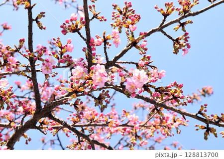 薄紅色の儚い桜と青空 128813700