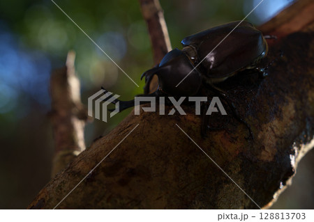 我が家にシンボルツリー トネリコに群がるかぶと虫 我が家にシンボルツリー トネリコに群がるかぶと虫 128813703