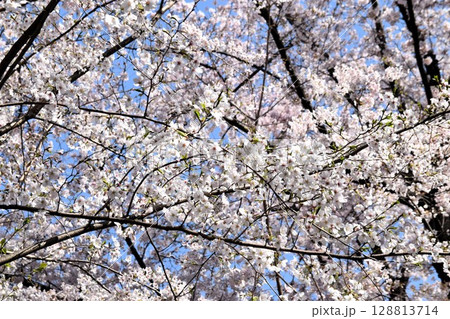 満開になった桜の花 満開になった桜の花 128813714