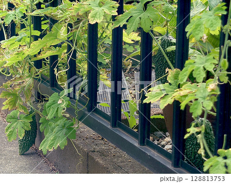 Bitter melon 真夏の家庭菜園で育てる夏野菜，ゴーヤ(ゴーヤー)の実，垣根・フェンスの利用 128813753
