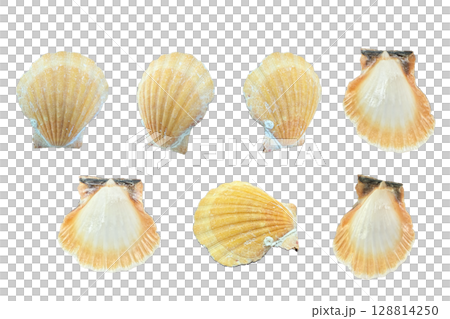 貝殼照片拼貼材質-9 128814250