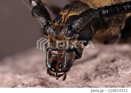生き物 昆虫 ミヤマカミキリ、頭部。大あごの下に小あごひげや下唇ひげ(?)などの器官が見えます 生き物 昆虫 ミヤマカミキリ、頭部。大あごの下に小あごひげや下唇ひげ(?)などの器官が見えます 128814351