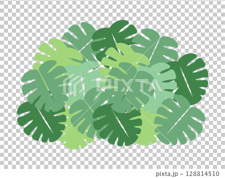 Monstera illustration 128814510
