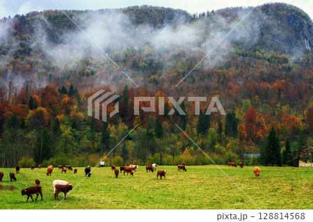 Spooky autumn landscape with mountains and grazing cows in fog at sunset Spooky autumn landscape with mountains and grazing cows in fog at sunset 128814568