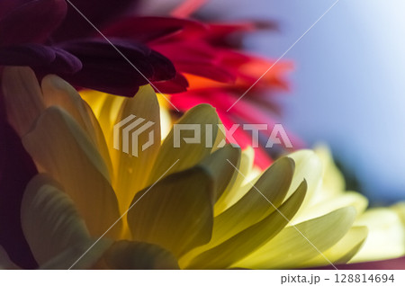 Colorful chrysanthemum flowers close-up on a blurred background Colorful chrysanthemum flowers close-up on a blurred background 128814694