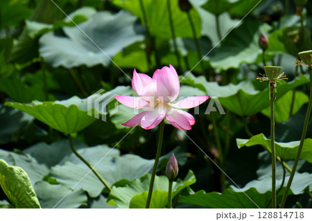 蓮の花 128814718