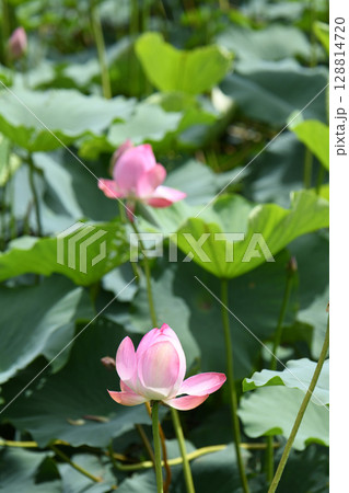蓮の花 128814720