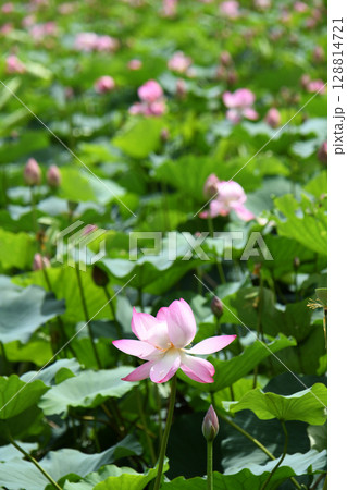 蓮の花 蓮の花 128814721