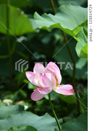 蓮の花 蓮の花 128814724