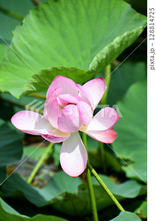 蓮の花 蓮の花 128814725