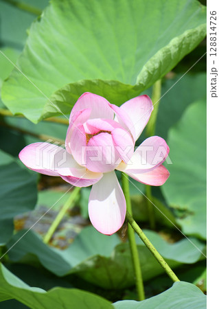 蓮の花 128814726