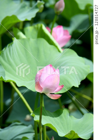 蓮の花 128814727