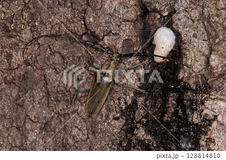 生き物 昆虫 ミヤマカミキリ、日本産のカミキリムシでは最大種の一つ。体長は三~五センチ程 生き物 昆虫 ミヤマカミキリ、日本産のカミキリムシでは最大種の一つ。体長は三~五センチ程 128814810