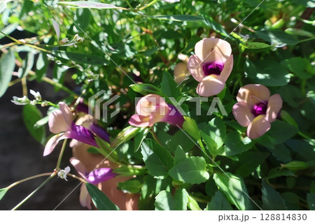 スーパートレニアラムレーズンの花 128814830