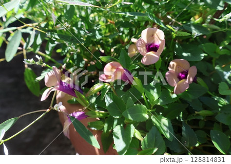 スーパートレニアラムレーズンの花 128814831