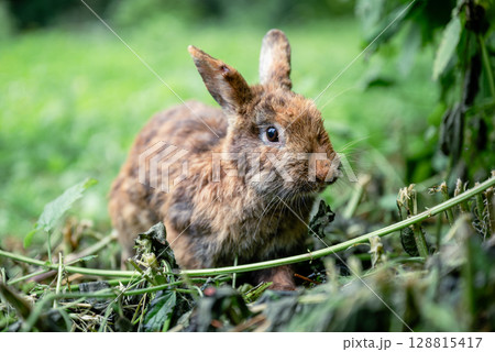 Cute brown rabbit sitting on green grass in backyard garden 128815417