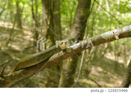 アオダイショウ 128815466