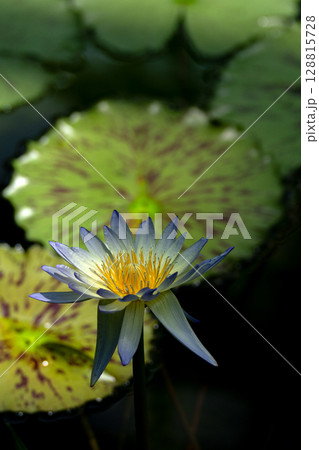 スイレンの花のクローズアップ素材 スイレンの花のクローズアップ素材 128815728