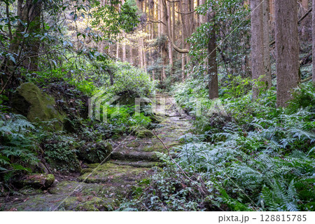 掛橋坂の風景(姶良市蒲生町) 掛橋坂の風景(姶良市蒲生町) 128815785