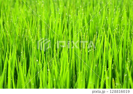 朝露が付いた出穂期の稲 128816019