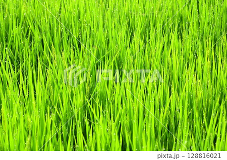 朝露が付いた出穂期の稲 128816021