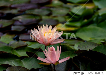 スイレンの花のクローズアップ素材 スイレンの花のクローズアップ素材 128816094