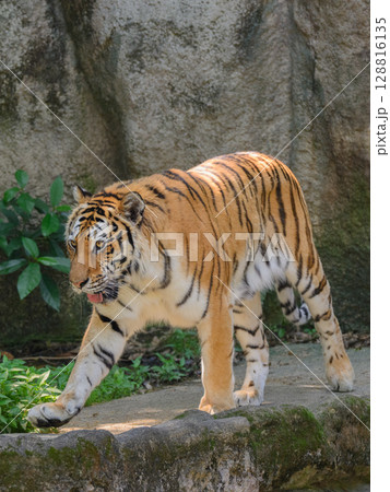 日陰を歩く夏のトラ 日陰を歩く夏のトラ 128816135