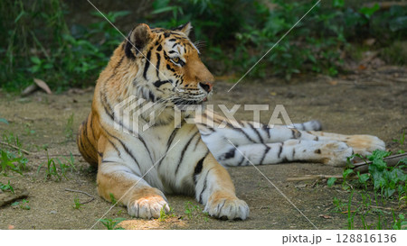日陰で涼む夏のトラ 日陰で涼む夏のトラ 128816136