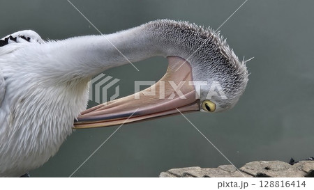 This is pelican on the water This is pelican on the water 128816414