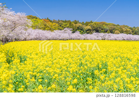 《宮崎県》西都原・満開の桜並木と菜の花畑 128816598