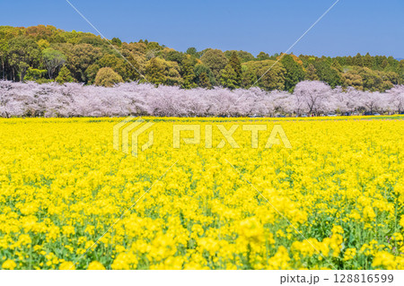 《宮崎県》西都原・満開の桜並木と菜の花畑 128816599