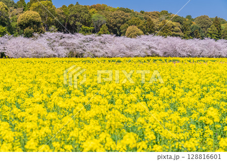 《宮崎県》西都原・満開の桜並木と菜の花畑 128816601