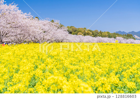 《宮崎県》西都原・満開の桜並木と菜の花畑 128816603