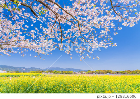 《宮崎県》西都原・満開の桜並木と菜の花畑 128816606