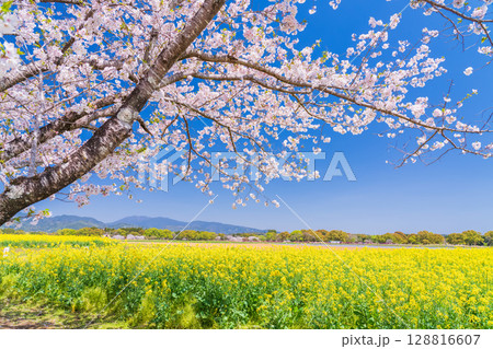 《宮崎県》西都原・満開の桜並木と菜の花畑 128816607