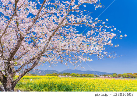 《宮崎県》西都原・満開の桜並木と菜の花畑 128816608