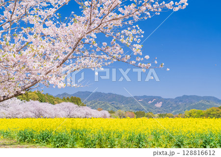 《宮崎県》西都原・満開の桜並木と菜の花畑 128816612