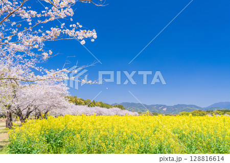 《宮崎県》西都原・満開の桜並木と菜の花畑 128816614