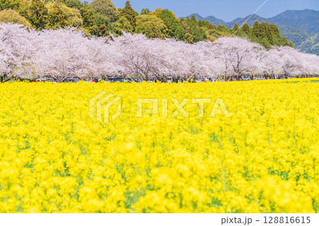 《宮崎県》西都原・満開の桜並木と菜の花畑 128816615
